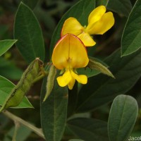 Cajanus cajan (L.) Huth